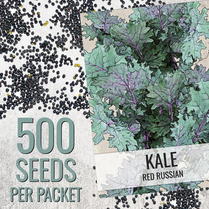 (1 Pack) Seed Needs Kale Seeds for Planting Red Russian Kale Vegetables - Non-GMO Heirloom & Untreated Vegetable Seed