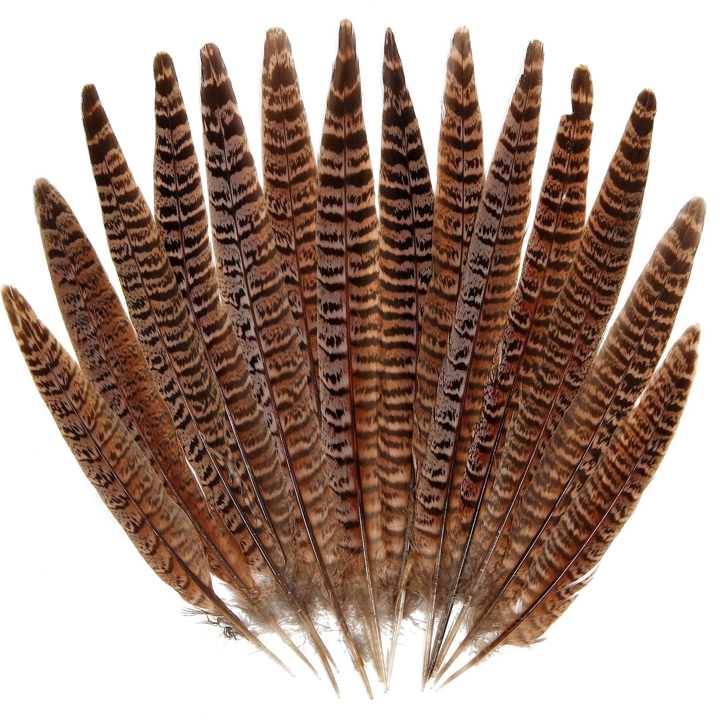 20pcs Female Pheasant Feather Natural Ringneck Tails Feathers 10-12inch 25-30cm for Crafts Home Wedding Party Performance DIY Decoration Pheasant Feather,Female Pheasant Feathers