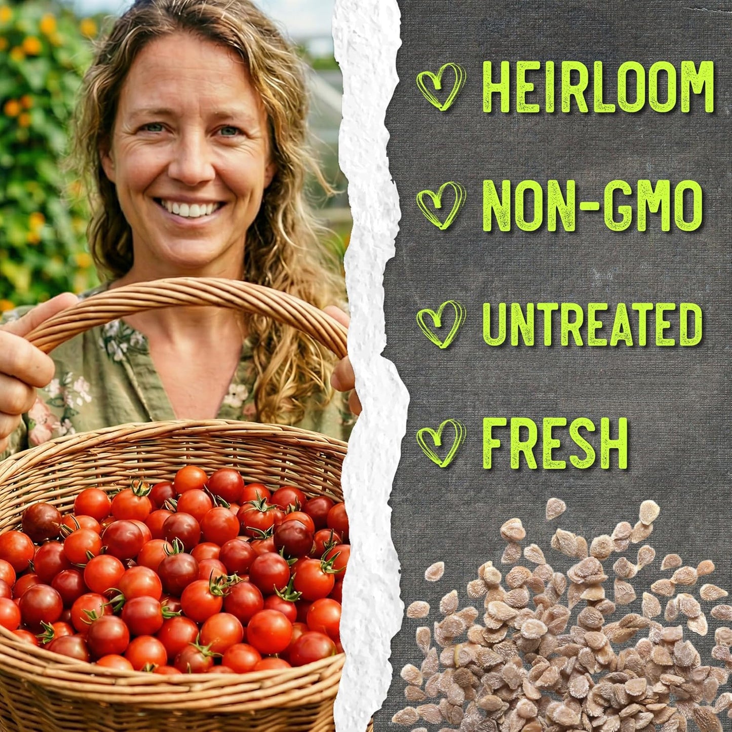 (5 Packs) Seed Needs Tiny Tim Tomato Seeds for Planting Dwarf Cherry Tomatoes - Non-GMO Heirloom & Untreated Veggie