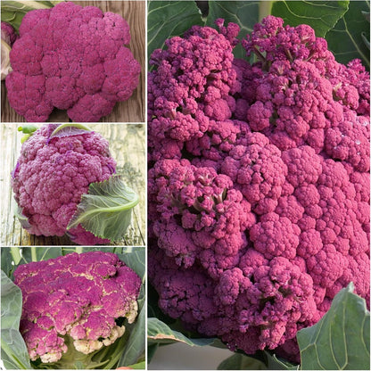 (5 Packs) Seed Needs Cauliflower Seeds for Planting Purple of Sicily Cauliflowers - Non-GMO Heirloom & Untreated