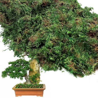 17oz Large Pack Natural Green Moss for Plants Indoor - Dried Forest Real Moss for Crafts, Artificial Fairy Gardens, Mosswall, Glass Terrariums, Floral Design, Home Decor