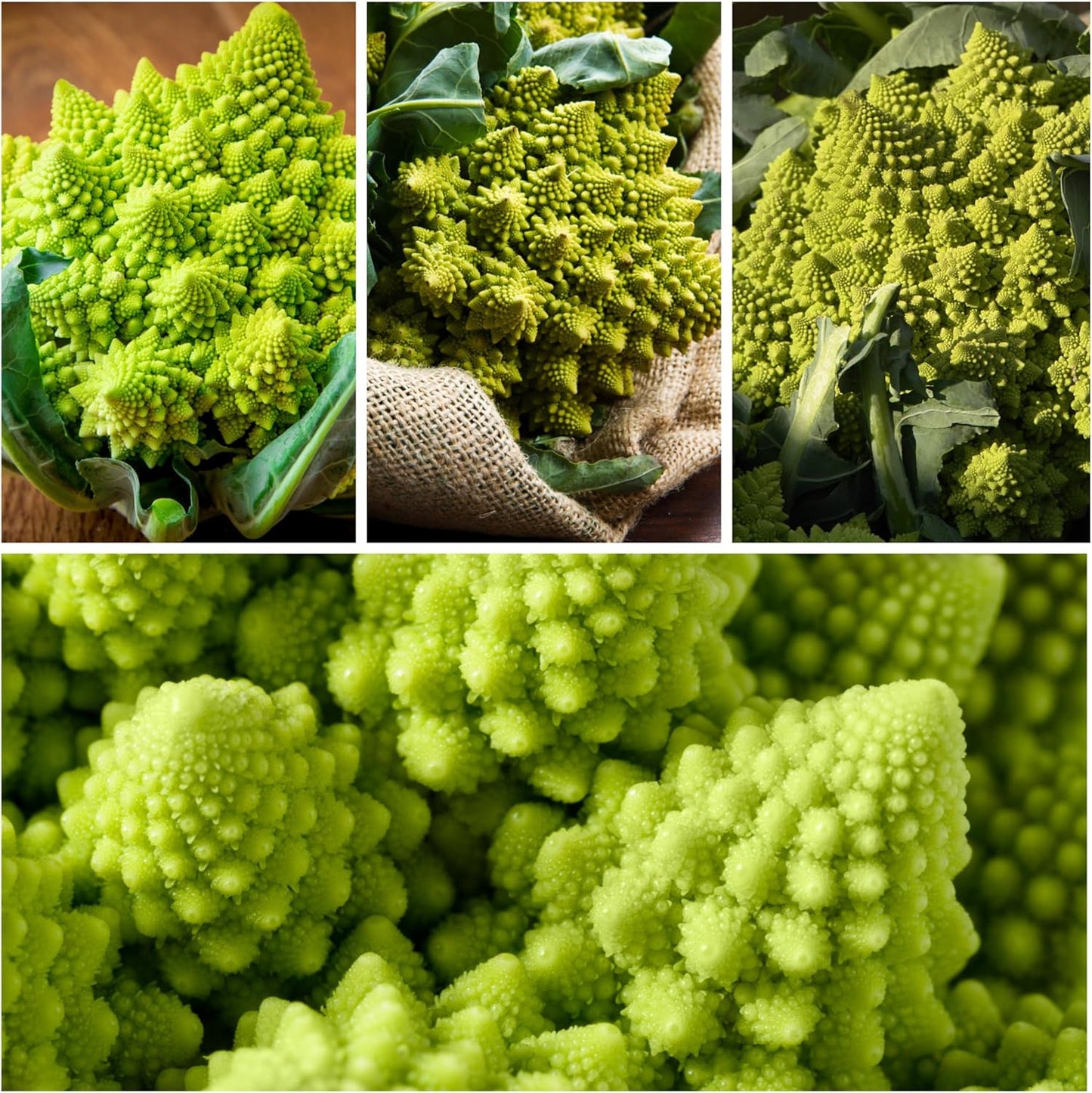 5 Packs) Seed Needs Cauliflower Seeds for Planting Romanesco Broccoli/Cauliflowers - Non-GMO Heirloom & Untreated