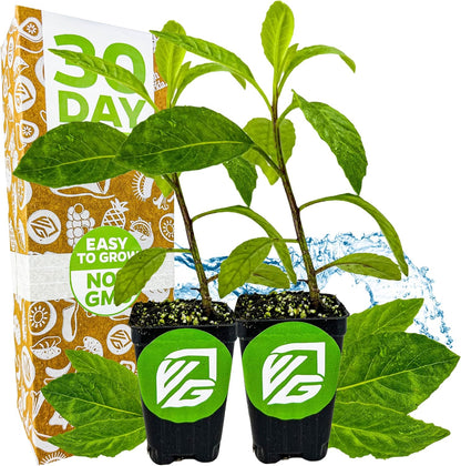 (2-Pack) Longevity Spinach Live Plant - Gynura procumbens - Wellspring Gardens Nutrient-Rich Live Vegetable Plants