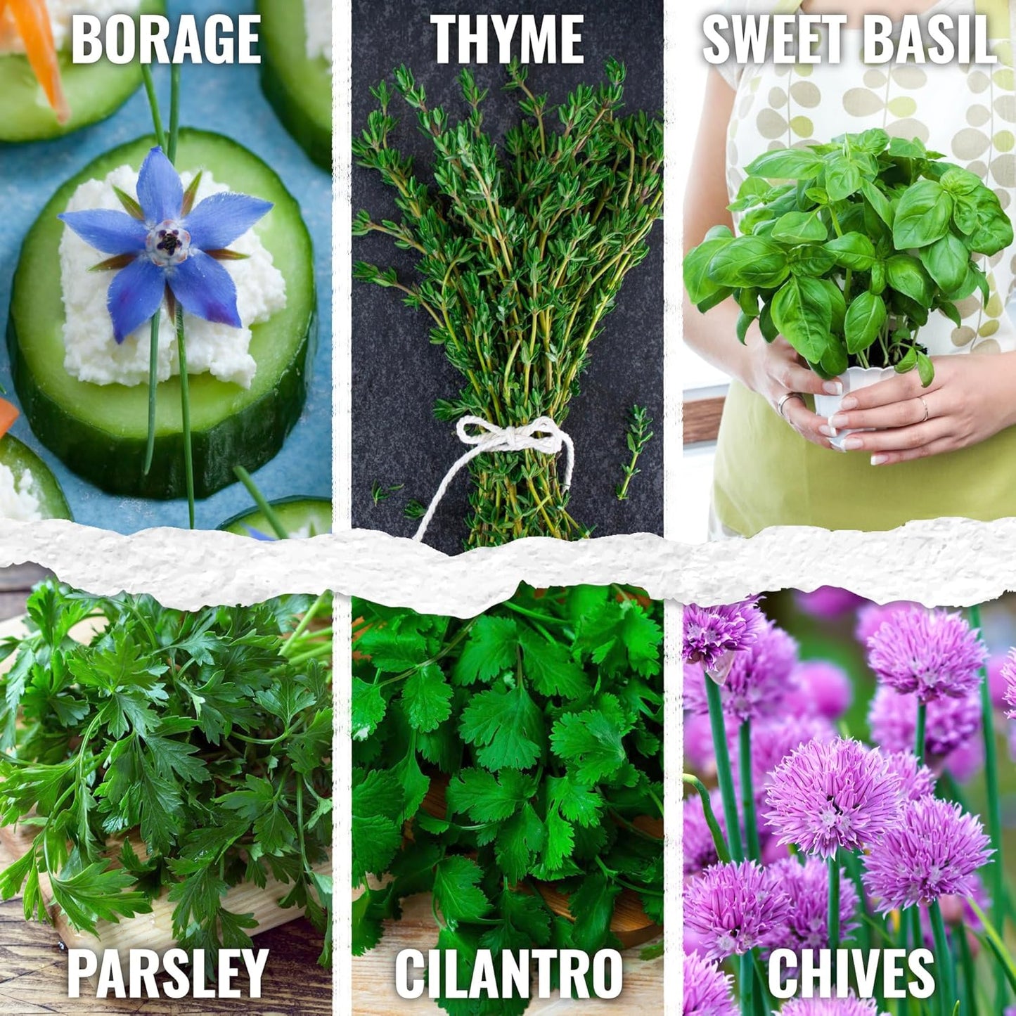 Pack (12 Packets Seed Needs Herb Seeds Variety Culinary Herb Collection Individual for Planting Indoors or Outdoors)