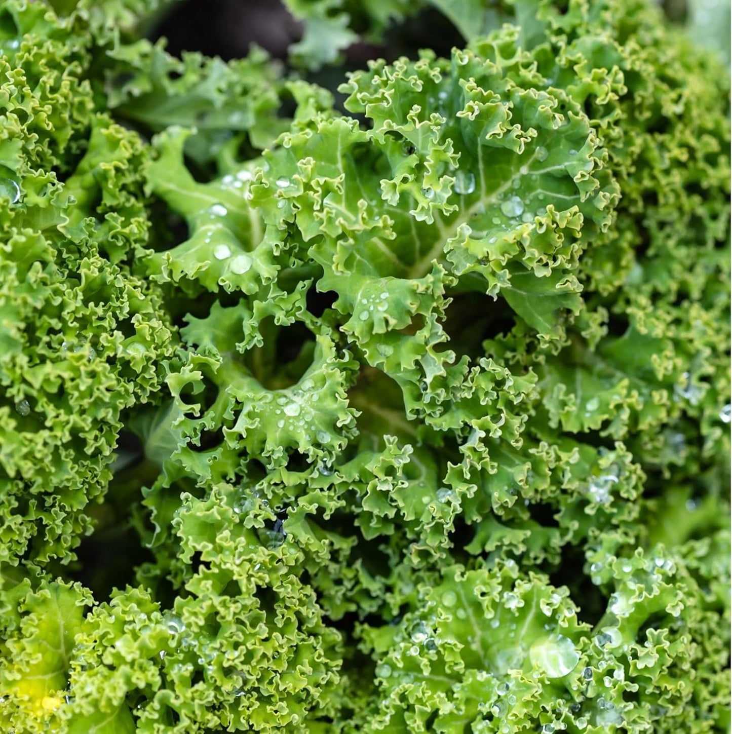 (5 Packs) Seed Needs Kale Seeds for Planting Vates Blue Scotch Curled Kale Vegetables - Non-GMO Heirloom & Untreated