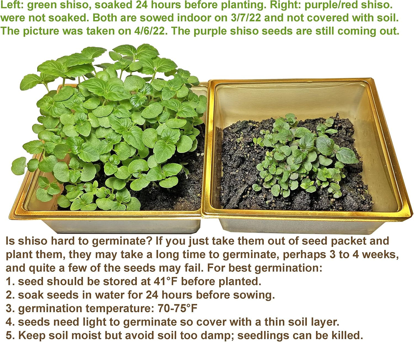 HipGirl 2026 Bird-200 #1,Purple/Red-1g) Early Perilla Seeds for Planting/Shiso Seeds for Planting.Heirloom Non GMO Seed