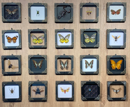 Real Framed Butterfly Gifts for Women Entomology Insect Dried Shadow Box Taxidermy Specimen Display Oddities Curiousities Tabletop Wall Hanging Home Decor K12-11-KINH