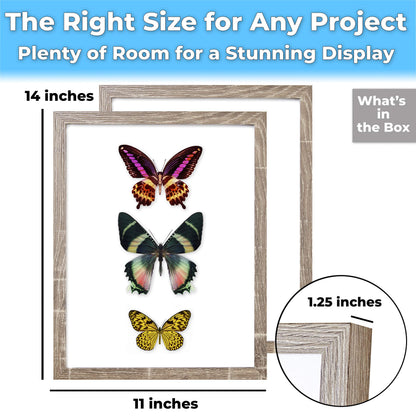 Super-Sturdy, 11x14 Gray Shadow Box Frame With Glass 2pk. Fill Large Rustic Wood Memory Box With Wedding Flowers, Jerseys, Pet Photos, Ticket Stubs, or Medals. Great Seashell Display Case