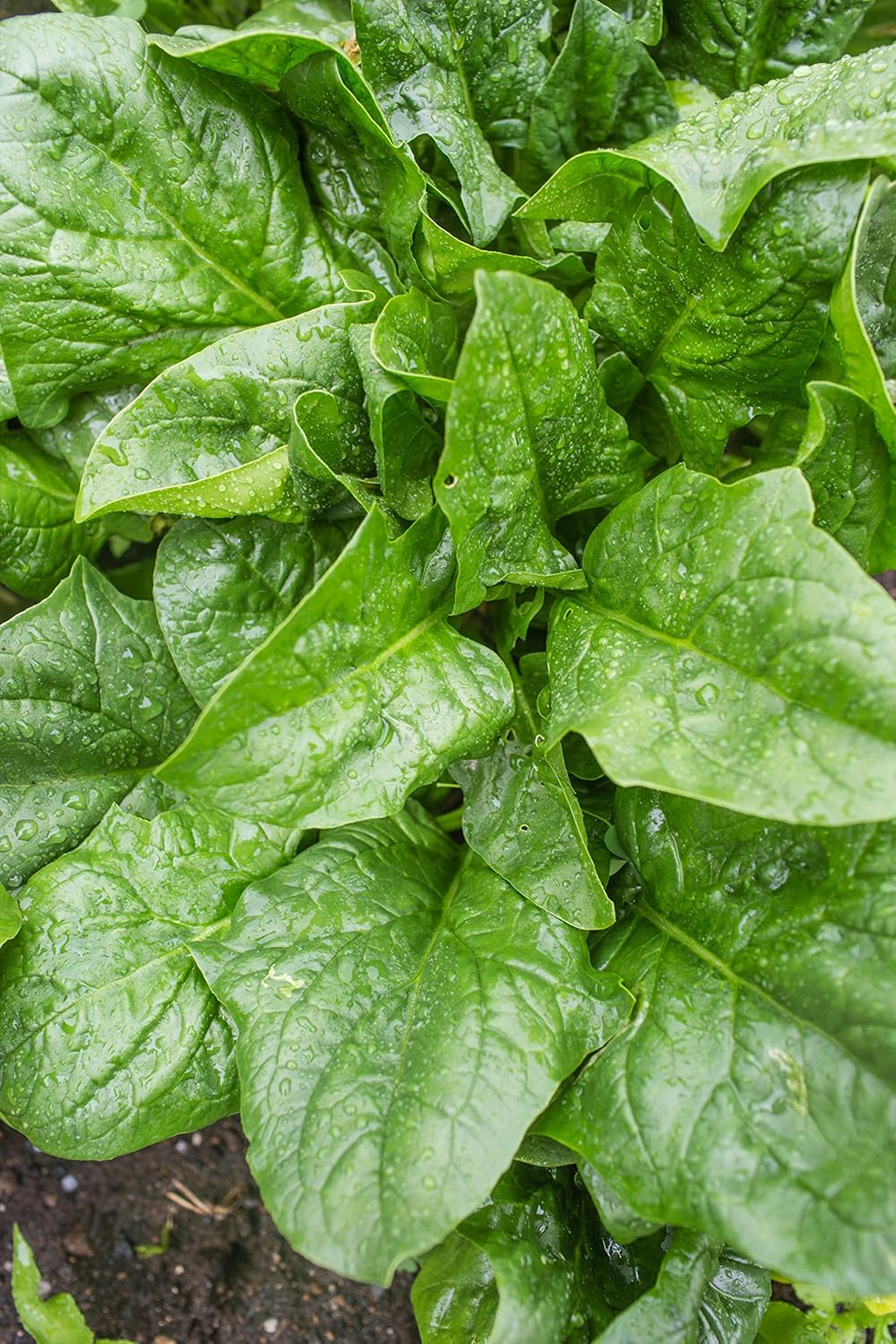300 Burpee A La Carte Hybrid Spinach Seeds seeds
