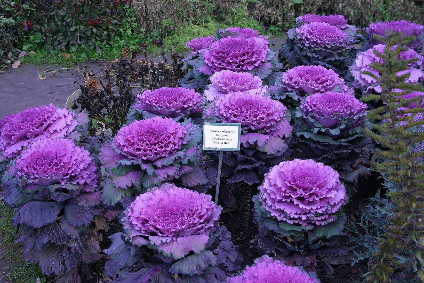 KIRA SEEDS Seeds Flowering Kale Large Leaf Mix - Heirloom Vegetable - GMO Free