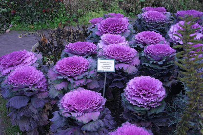 KIRA SEEDS Seeds Flowering Kale Large Leaf Mix - Heirloom Vegetable - GMO Free