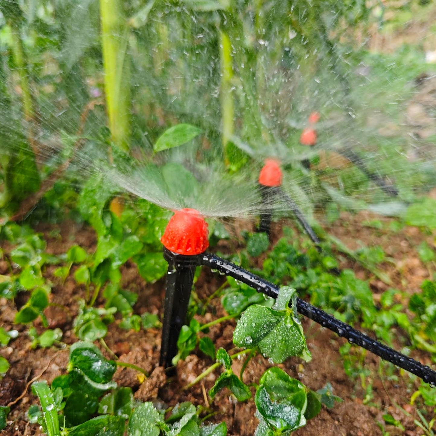 Yulaiyoen 1/4" Drip Irrigation Emitters, 30 Pack Automatic Spray Emitters, 360 Degree Drip Irrigation Parts