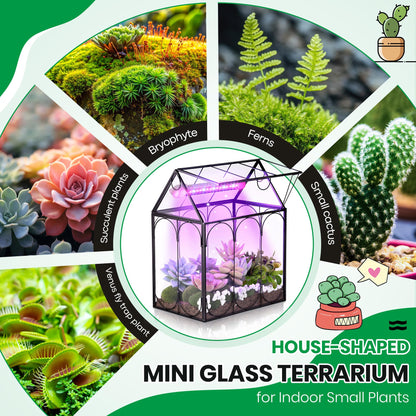 Meonum Tiny Glass Terrarium Kit with Grow Light, Venus Fly Trap Terrarium with Absorbent Mat, Timer&3 Light Modes for Succulent Live Air Plants Indoor Home Office Decor (7.1"x 4.7"x 8.7",USB Powered)