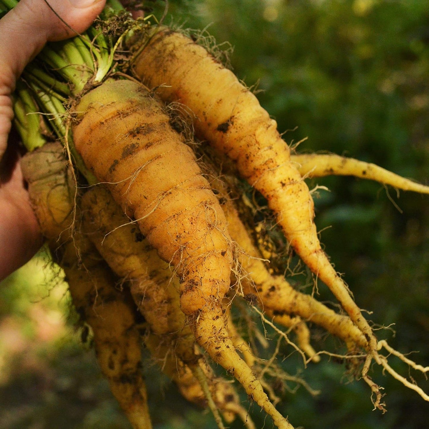 150 Solar Yellow Carrot - Seeds - Heirloom & Open-Pollinated Variety, Non-GMO Vegetable Seeds for Planting Indoors