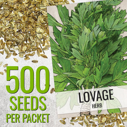 (1 Pack) Seed Needs Lovage Seeds for Planting - Non-GMO Heirloom & Untreated Herbs to Plant a Medicinal/Culinary Home
