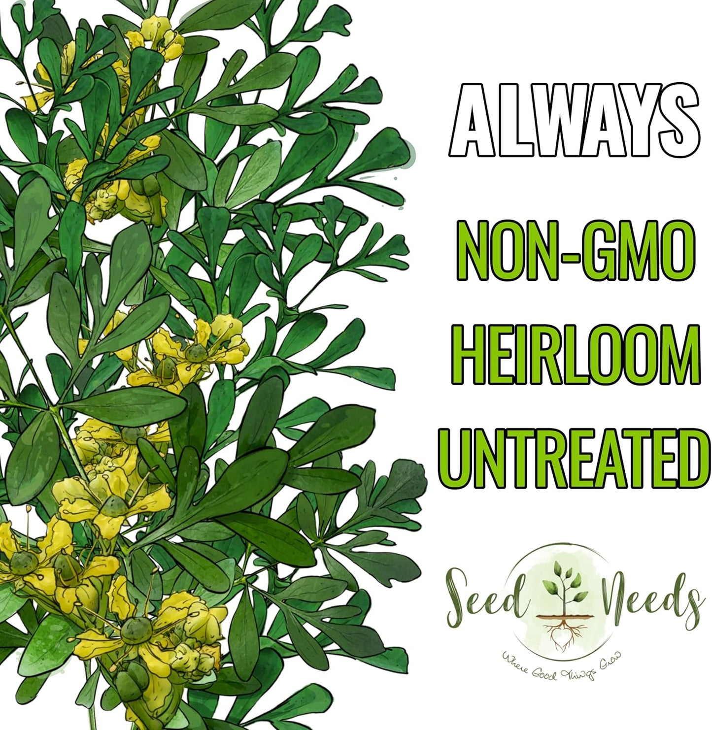 (1 Pack) Seed Needs Rue Seeds for Planting - Non-GMO Heirloom & Untreated Perennial Herb Seed to Plant a Home Grown