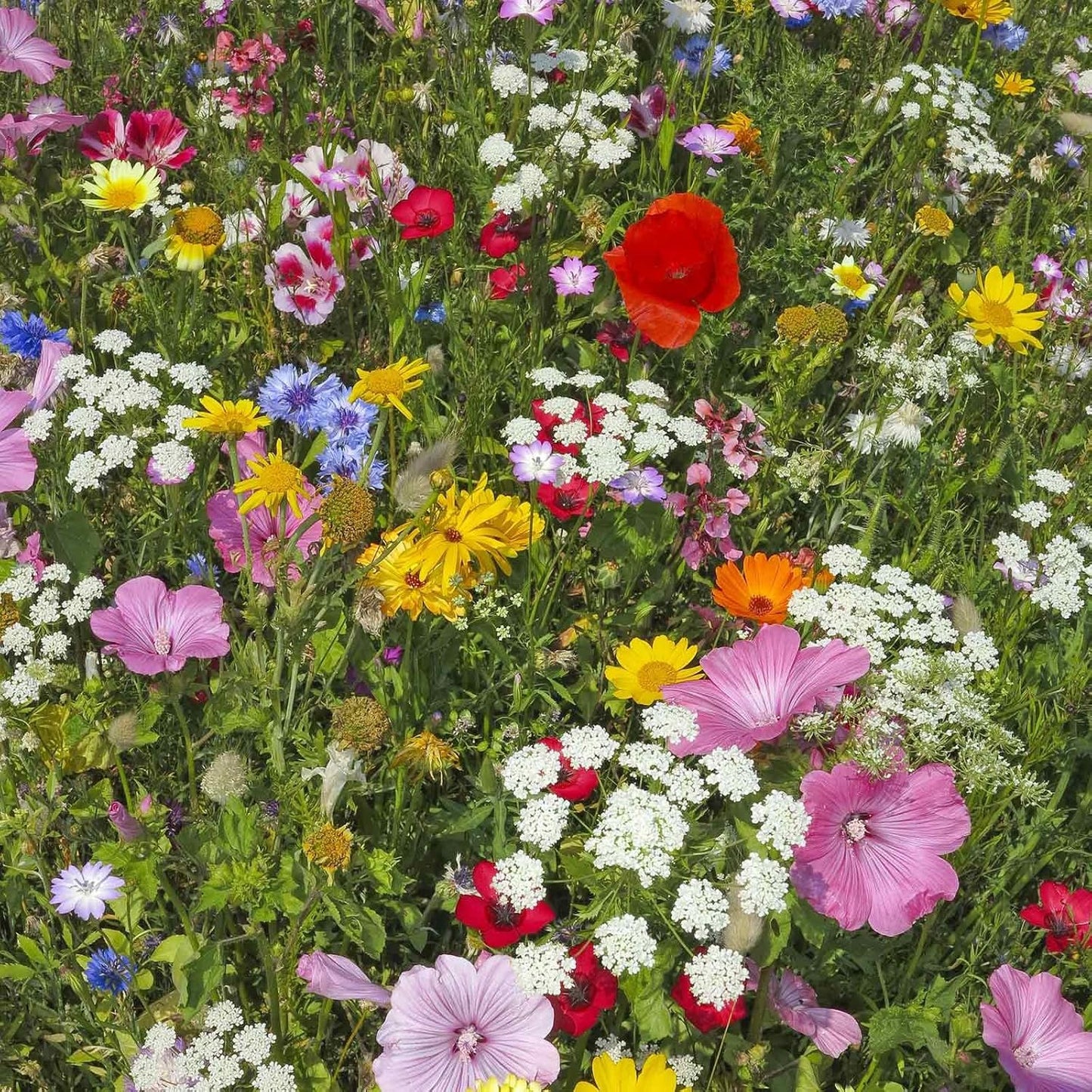 Wildflower Seeds Bulk, 2 Oz. – 80,000+ Seeds Butterfly & Hummingbird Mix, 23 Non-GMO Varieties for Pollinator Planting