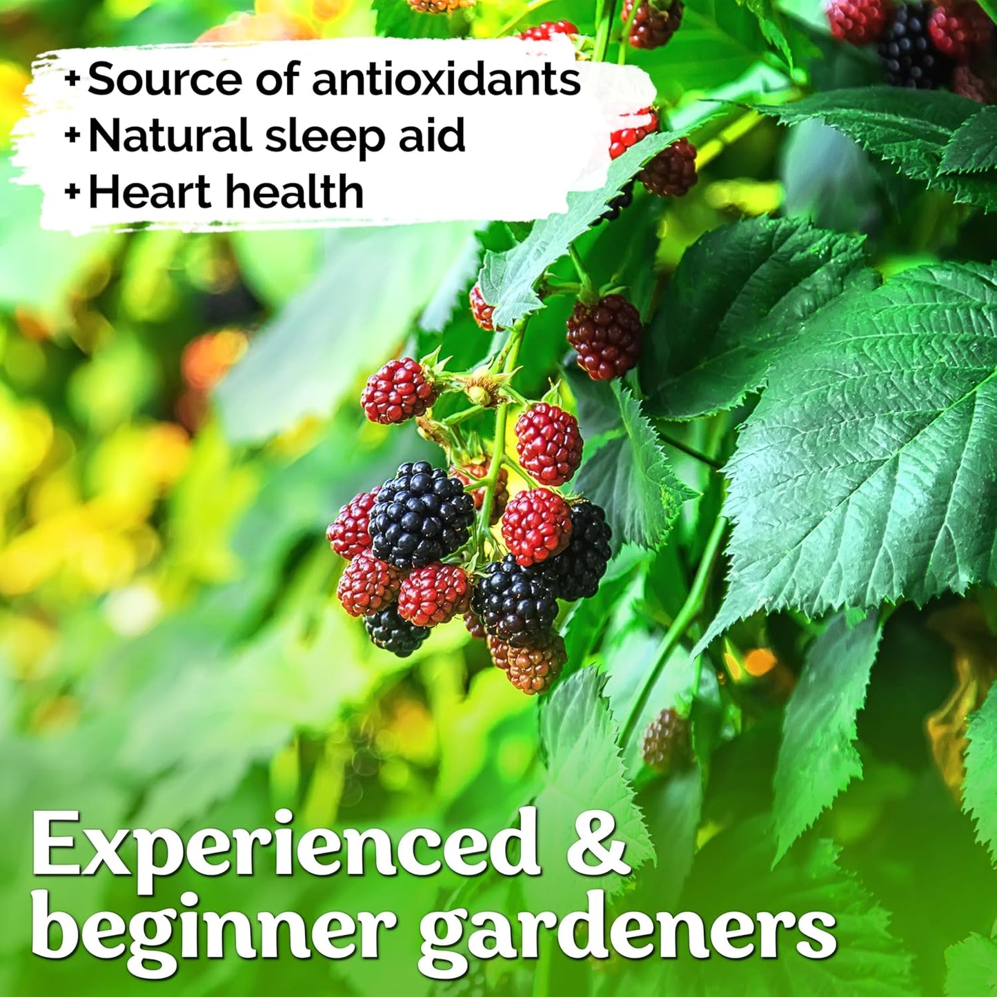 50 KVITER Black Raspberry Seeds (Rubus Occidentalis) Organic Raspberries Heirloom Seeds, Non GMO Blackcap Berries
