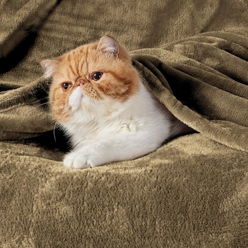 Bedsure GentleSoft Fleece Throw Blanket - Soft, Lightweight Plush Cozy Blanket for Couch & Bed | 50x60 Inches, Camel