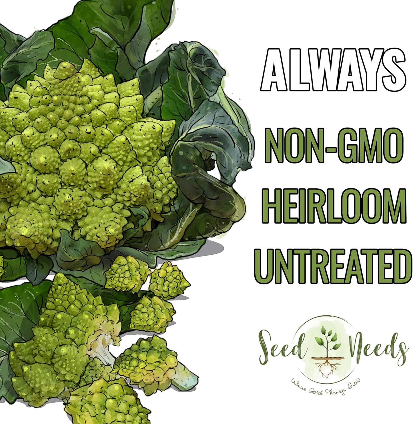 5 Packs) Seed Needs Cauliflower Seeds for Planting Romanesco Broccoli/Cauliflowers - Non-GMO Heirloom & Untreated