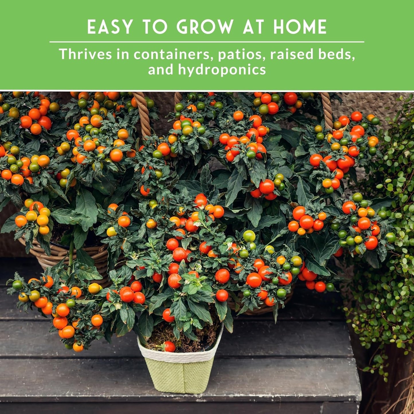 5 Pack Cherry Tomato Seeds for Planting Variety with Tiny Tim, Black Cherry, Yellow Pear, Large Red & Orange | Heirloom
