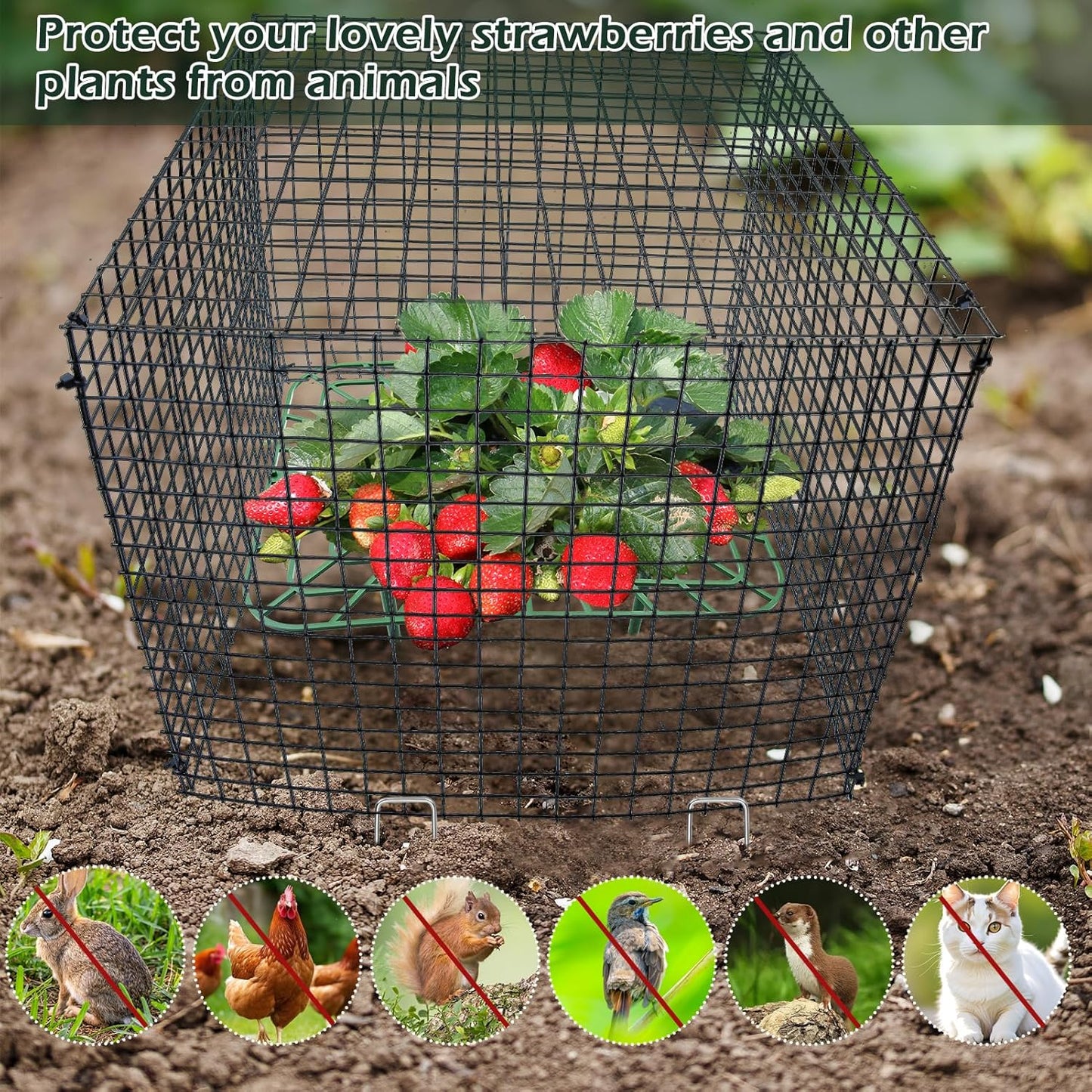 4 Sets 12x12Inch Upgraded Strawberry Supports with Wire Plant Protectors from Animal Sturdy Metal Wire Plant Cages Mesh