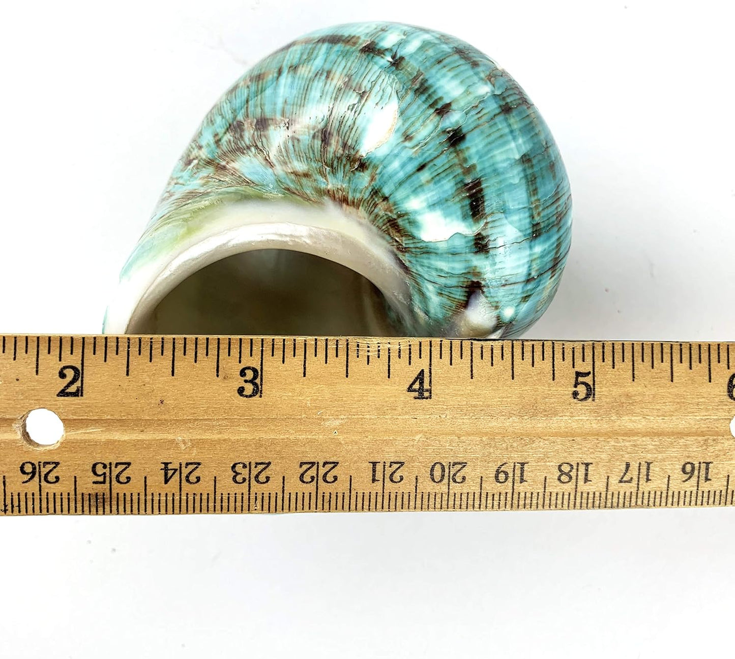 Worlds 3-1/2"~4" Inch Large Polished Green Jade Turbo Sea Shells&Hermit Crab Sea Shells,Turbo Shells