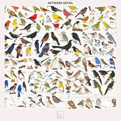 Pop Chart Birds of North America Large-Format Poster, 36" x 24", Illustrated Wall Decor for Nature Lovers