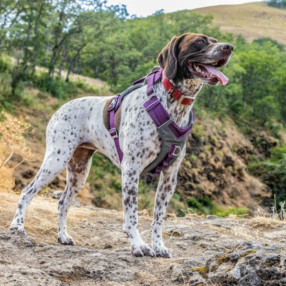 Kurgo Journey Air Dog Harness, Vest Harnesses for Dogs, Pet Hiking Harness for Running & Walking, Reflective, Padded, Includes Control Handle, No Pull Front Clip (Purple, Large)